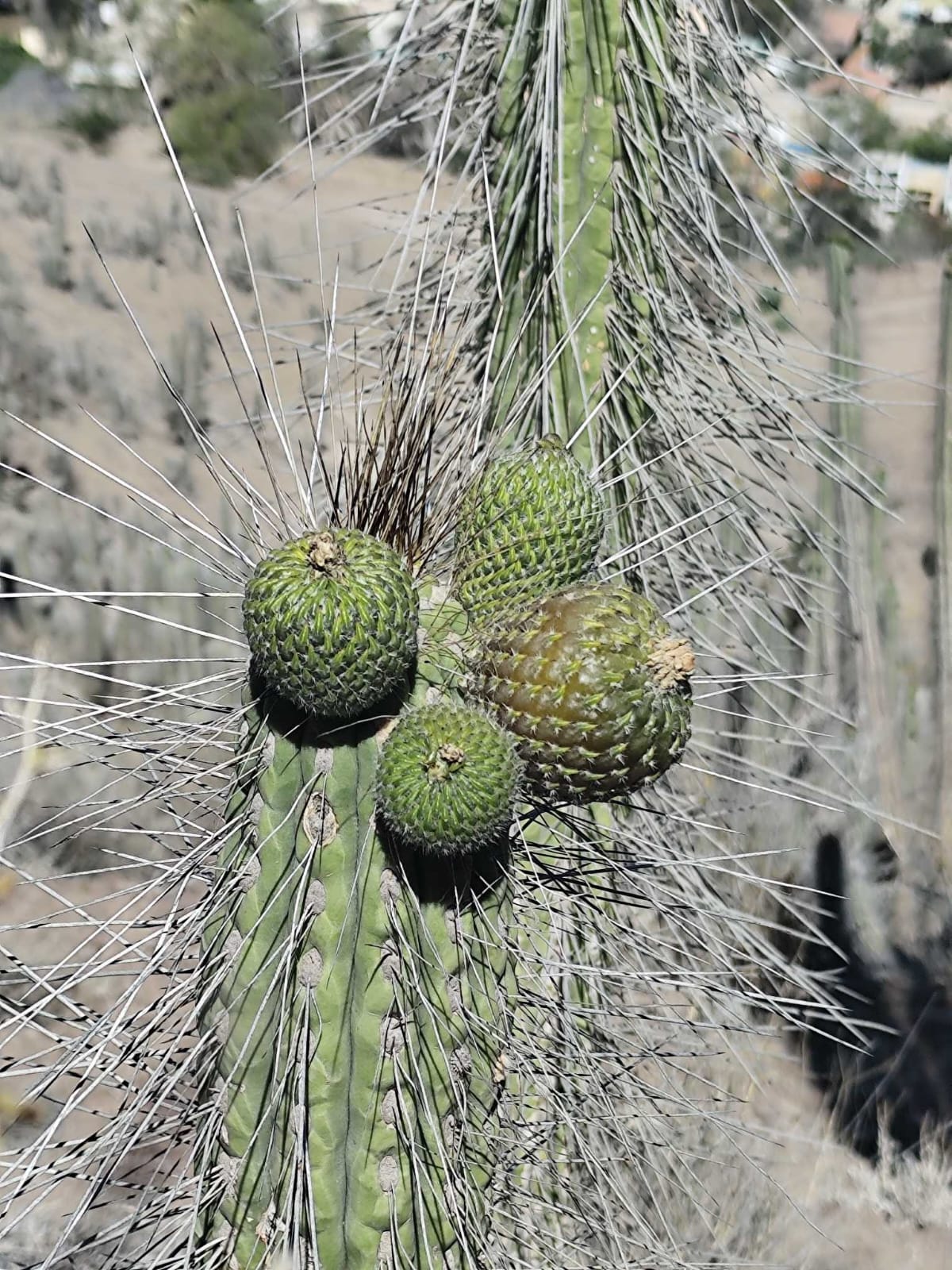 WhatsApp Image 2026-02-04 at 5.57.27 PM